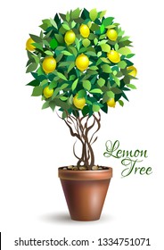 Lemon Decorative Tree In Pot On White Background. Lime Tree. Houseplant. Vector Illustration.