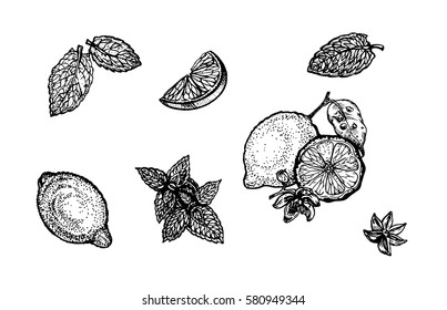 Lemon and a delicious cut lemon slices. Mint leaves on white background. Vector illustration. Ink line draw vector. Drawing engraving illustration