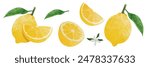 Lemon Design elements set. watercolour style vector illustration.