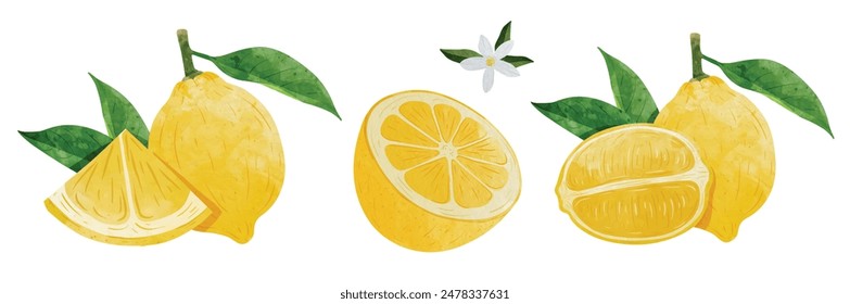 Lemon Design elements set. watercolour style vector illustration.