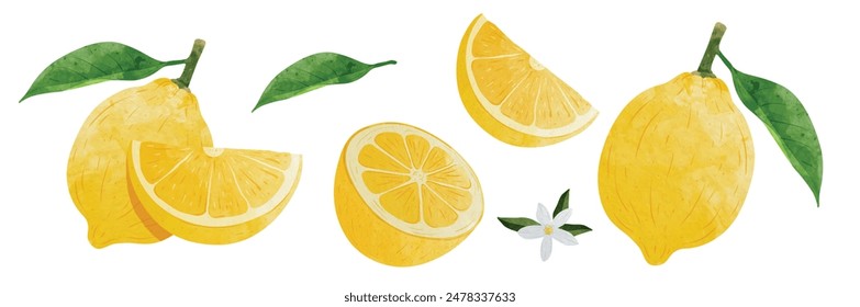 Lemon Design elements set. watercolour style vector illustration.