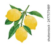 Lemon Design elements. watercolour style vector illustration.