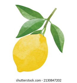 Lemon Design elements. watercolour style vector illustration.