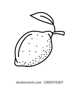 Lemon doodle illustrations in vector. Hand drawn lemon illustrations in vector.