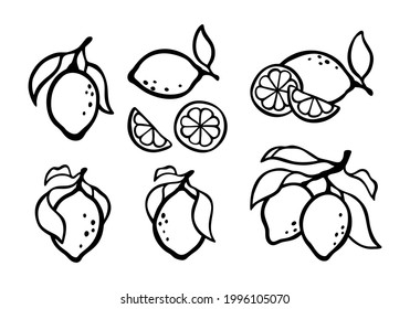 Zitronendoodle-Set. Handgezeichnete Vektorgrafik von Zitrusfrüchten. Schwarze Umrisssymbole für Druck, Plakat, Agrarprodukt, Verpackungsdesign. Einzige Elemente auf weißem Hintergrund