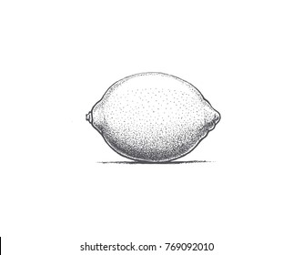 lemon drawing by hand, vector image