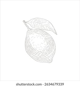 Um limão é desenhado em preto e branco. O desenho é simples e minimalista, com foco no próprio limão. O limão é posicionado sobre um fundo branco, que enfatiza sua cor amarela brilhante