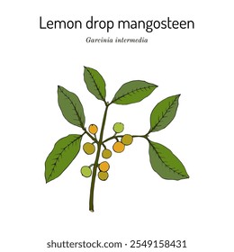 Gota de limón mangostán (Garcinia intermedia), planta comestible y ornamental. Ilustración vectorial botánica dibujada a mano