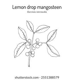 Gota de limón mangostán (Garcinia intermedia), planta comestible y ornamental. Ilustración vectorial botánica dibujada a mano