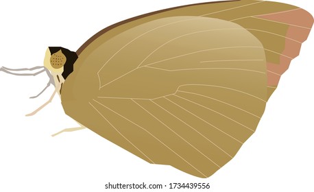 The Lemon Emigrant butterfly vector