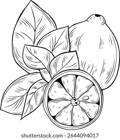 Lemon engraving. Hand-drawn citrus fruit with half lemon slice and detailed botanical foliage. Black and white vector sketch, perfect for coloring books, packaging design, or herbal-themed projects.