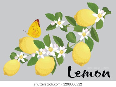 Zitrone mit Blume und Schmetterling auf Hintergrundvorlage. Vektorset von Kräuterelementen für Werbung, Verpackungsdesign von Minzprodukten.