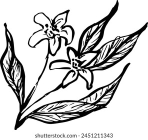 Lemon flower hand drawn vector sketch illustration. Purchase poster, print, home decoration, menu cover, invitation, design template.