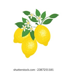 Ilustración vectorial de icono de flor de limón. Citrus sobre un fondo aislado. Concepto de signo de flor.