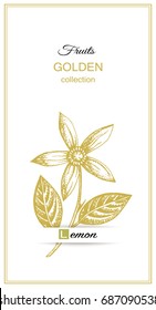 Lemon flower vector in vintage style. Gold branch of lemon flower on white background. Design for food, sweets, eco, nature products, pharmacy cosmetics, body care product, sign cards, packaging..
