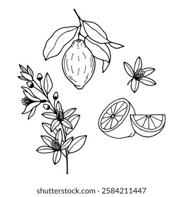 Lemon flowers fruit. Vector stock illustration eps10. Outline, hand drawn.