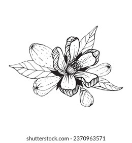 Lemon flowers graphic line black berry sketch icon citrus summer leaves sour fruit food healthy natural juicy raw antioxidant symbol beauty print poster card postcard fresh diet beautiful hand draw