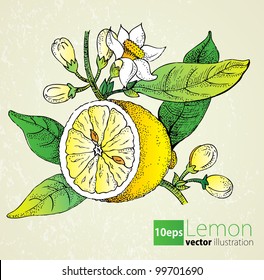 Lemon flowers & leaf set in retro style