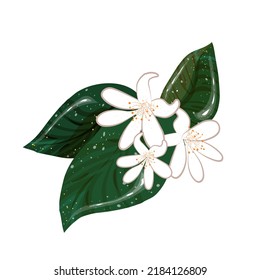 Flores de limón sobre un fondo blanco con hojas verdes. Ilustración vectorial.