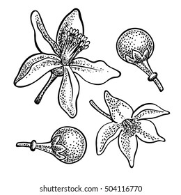 lemon flowers. Vector hand drawn graphic illustration