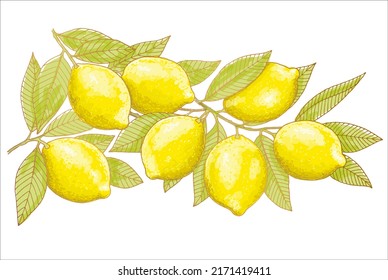Rama de fruta de limón aislada sobre fondo blanco. Vegetariano, comida orgánica. Ilustración vectorial. 
