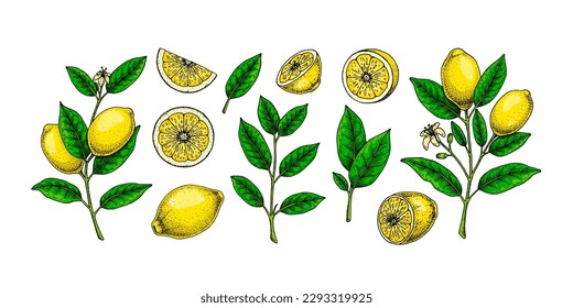 Lemon fruit, branches, leaves and slices. Colorful hand drawn vector illustration in sketch style. Tropical exotic citrus fruit summer design elements