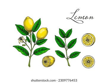 Lemon fruit, branches, leaves and slices. Colorful hand drawn vector illustration in sketch style. Tropical exotic citrus fruit summer design elements