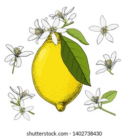 Lemon fruit. Citrus fruits with flowers and leaves. Hand drawn color vector image. Vintage ink illustration, isolated on white background. 