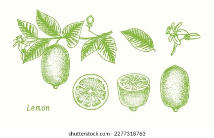 Lemon fruit collection, twig with leaves and flowers, whole and cut. Ink doodle drawing in woodcut style