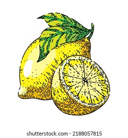 vector de corte de limón dibujado a mano. rodaja de cítricos, comida fresca amarilla, boceto de limón de hoja verde. ilustración de color aislado