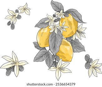 Lemon fruit and flower hand drawn colored illustration	