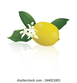 Lemon fruit with flowers