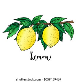 Lemon fruit growing on tree branch with leaves, hand drawn colorful sketch