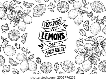 Lemon fruit hand drawn design. Vector illustration. Design, package, brochure illustration. Lemon fruit frame illustration. Design elements for packaging design and other.