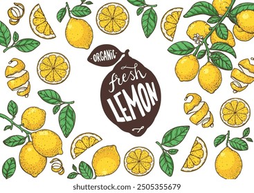 Lemon fruit hand drawn design. Vector illustration. Design, package, brochure illustration. Lemon fruit frame illustration. Design elements for packaging design and other