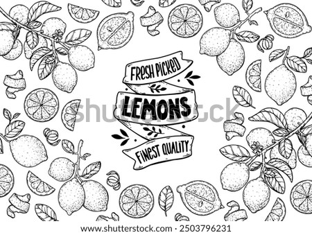 Lemon fruit hand drawn design. Vector illustration. Design, package, brochure illustration. Lemon fruit frame illustration. Design elements for packaging design and other.