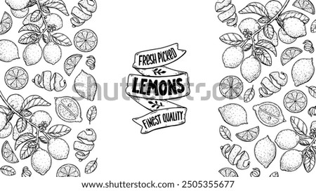 Lemon fruit hand drawn design. Vector illustration. Design, package, brochure illustration. Lemon fruit frame illustration. Design elements for packaging design and other.