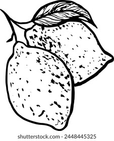 Ilustración de boceto de Vector dibujado a mano de fruta de limón. Comprar póster, impresión, decoración del hogar, cubierta del menú, invitación, Plantilla de diseño.