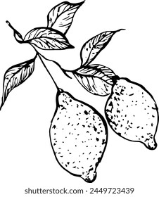 Lemon fruit hand drawn vector sketch illustration. Purchase poster, print, home decoration, menu cover, invitation, design template.