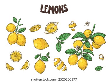 Colección de ilustración de fruta de limón. Ilustración vectorial dibujada a mano. Diseño, paquete, ilustración de folleto. Ilustración de fruta de limón. Elementos de diseño para el diseño de envases y otros.