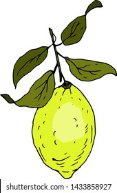 Lemon fruit. Isolated object. Vector illustration.