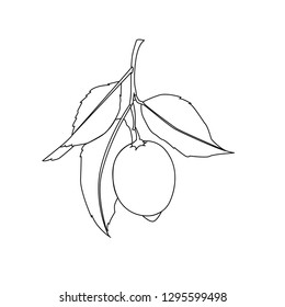 Lemon fruit with leaves. Black Line drawing isolated on white background. Fresh citrus. Vector illustration. 