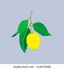 Lemon fruit with leaves isolated on gray background. Fresh citrus. Vector flat illustration. 