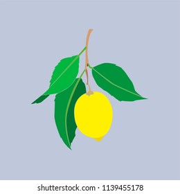 Lemon fruit with leaves isolated on gray background. Fresh citrus. Vector 
flat illustration. 