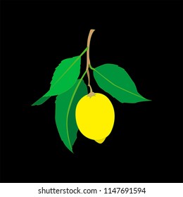 Lemon fruit with leaves isolated on black background. Fresh citrus. Vector flat illustration. 
