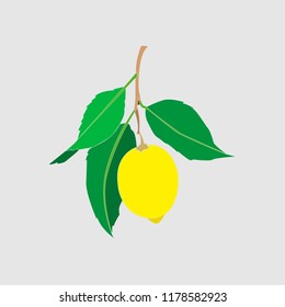 Lemon fruit with leaves isolated on light gray background. Fresh citrus. Vector flat illustration. 