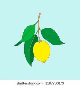 Lemon fruit with leaves isolated on light blue background. Fresh citrus. Vector flat illustration. 