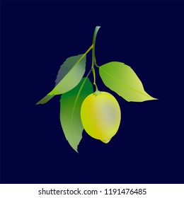 Lemon fruit with leaves isolated on dark blue background. Fresh citrus. Vector illustration.