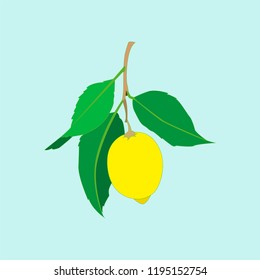 Lemon fruit with leaves isolated on light blue background. Fresh citrus. Vector flat illustration. 