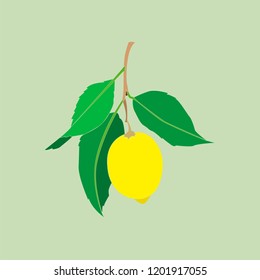Lemon fruit with leaves isolated on light green background. Fresh citrus. Vector flat illustration. 